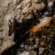 termite infestation South Carolina