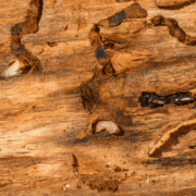 Can You Sue a Mississippi Home Inspector for Missing Termites