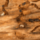 Can You Sue a Mississippi Home Inspector for Missing Termites