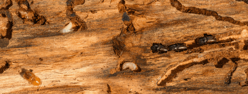 Can You Sue a Mississippi Home Inspector for Missing Termites
