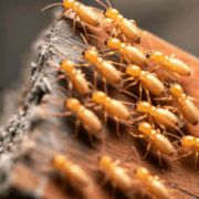 Can You Sue for Termite Damage If the Home Was Sold “As Is”