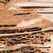 Can Your Landlord Be Liable for Hidden Termite Damage in a Rental Home