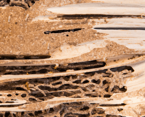 Can Your Landlord Be Liable for Hidden Termite Damage in a Rental Home