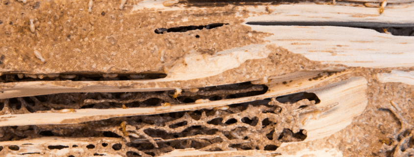 Can Your Landlord Be Liable for Hidden Termite Damage in a Rental Home