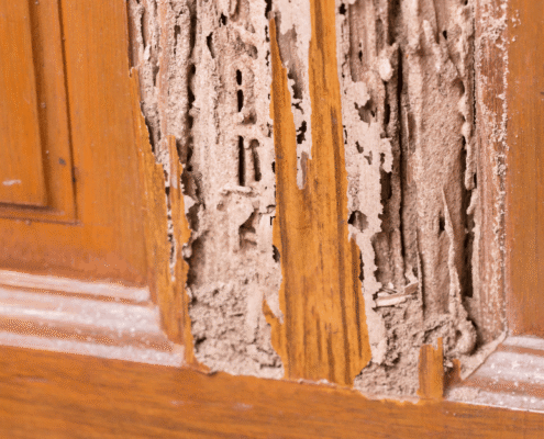 How Sellers Conceal Termite Damage in a Mississippi Home Sale, And How Courts See It