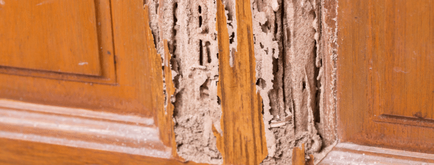 How Sellers Conceal Termite Damage in a Mississippi Home Sale, And How Courts See It