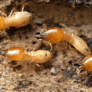 How Termite Bond Companies Limit Their Liability and What You Can Do About It