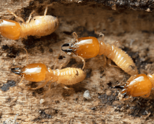 How Termite Bond Companies Limit Their Liability and What You Can Do About It