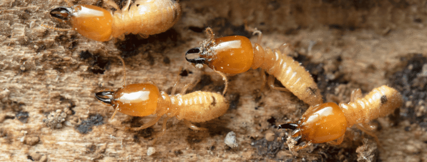 How Termite Bond Companies Limit Their Liability and What You Can Do About It
