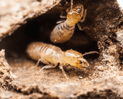 Subterranean Termites vs. Drywood Termites: What Mississippi Homeowners Need to Know
