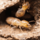 Subterranean Termites vs. Drywood Termites: What Mississippi Homeowners Need to Know