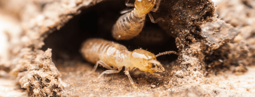 Subterranean Termites vs. Drywood Termites: What Mississippi Homeowners Need to Know