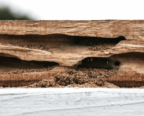 Termite Litigation Deposition