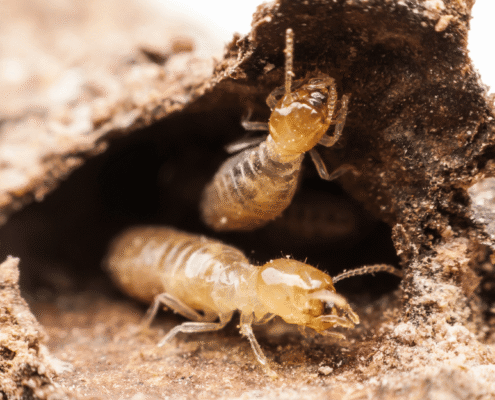 What Happens When Both the Home Inspector and Seller Failed to Disclose Termites?