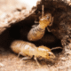 What Happens When Both the Home Inspector and Seller Failed to Disclose Termites?