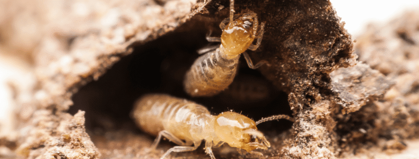 What Happens When Both the Home Inspector and Seller Failed to Disclose Termites?