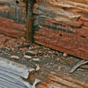 What Must Mississippi Home Sellers Disclose About Termite History?