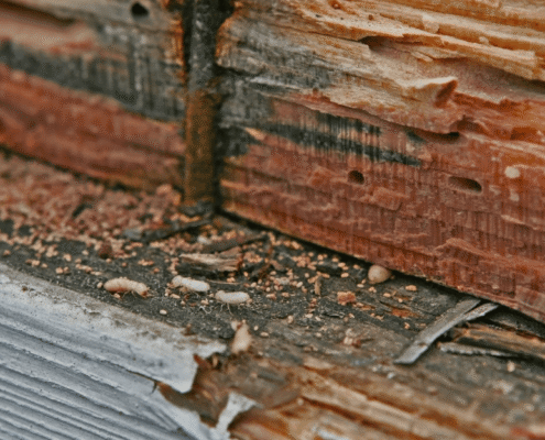 What Must Mississippi Home Sellers Disclose About Termite History?