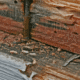 What Must Mississippi Home Sellers Disclose About Termite History?