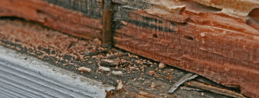 What Must Mississippi Home Sellers Disclose About Termite History?