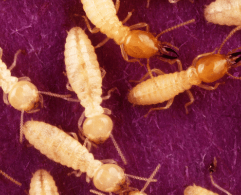 Why Formosan Termites Are the Most Destructive Pest on The Mississippi Gulf Coast