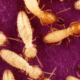 Why Formosan Termites Are the Most Destructive Pest on The Mississippi Gulf Coast
