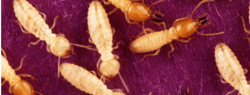 Why Formosan Termites Are the Most Destructive Pest on The Mississippi Gulf Coast