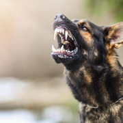 Understanding Liability in Mississippi Dog Bite Cases