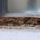 The Economic Impact of Termite Damage on Mississippi Communities