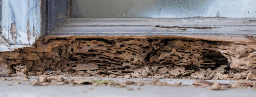 The Economic Impact of Termite Damage on Mississippi Communities
