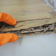 The Role of Expert Witnesses in Termite Litigation Cases