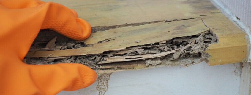 The Role of Expert Witnesses in Termite Litigation Cases