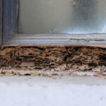 Termite Damage in Mississippi