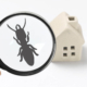 What are My Rights if a Seller Concealed Termite Damage in Mississippi?