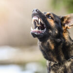 Understanding Liability in Mississippi Dog Bite Cases