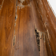 Termite Damages in a Legal Setting