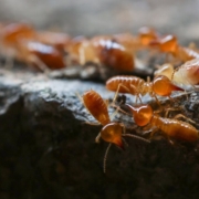 Termite Damage in Real Estate