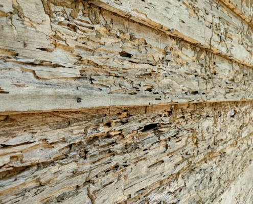 What Is Termite Litigation and How Does It Work?