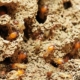 termite bond lawsuit