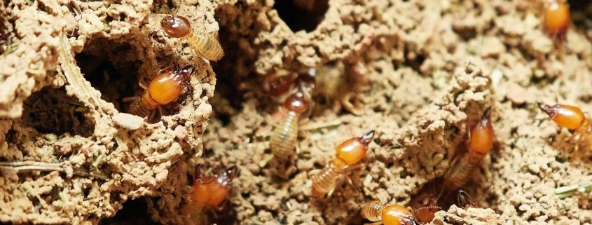 termite bond lawsuit